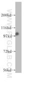 XPA Binding Protein 2 antibody, 10637-1-AP, Proteintech Group, Western Blot image 