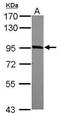 Jade Family PHD Finger 1 antibody, PA5-30831, Invitrogen Antibodies, Western Blot image 