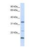 Arginine-Fifty Homeobox antibody, NBP1-79219, Novus Biologicals, Western Blot image 