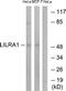 Leukocyte Immunoglobulin Like Receptor A1 antibody, LS-C120061, Lifespan Biosciences, Western Blot image 