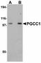 Family With Sequence Similarity 120B antibody, LS-B4612, Lifespan Biosciences, Western Blot image 