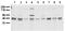 ShcA antibody, ADI-905-665-100, Enzo Life Sciences, Western Blot image 
