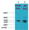 Potassium channel subfamily K member 9 antibody, STJ97579, St John