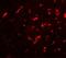 Dorsal Root Ganglia Homeobox antibody, PA5-72713, Invitrogen Antibodies, Immunofluorescence image 