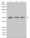 Tubulin Beta 1 Class VI antibody, M05397, Boster Biological Technology, Western Blot image 