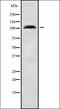 Zinc Finger And BTB Domain Containing 21 antibody, orb336203, Biorbyt, Western Blot image 