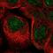 Zinc Finger Protein 524 antibody, NBP2-13579, Novus Biologicals, Immunofluorescence image 