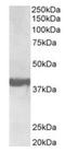 SH3GL2 antibody, orb43524, Biorbyt, Western Blot image 