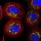 Alanyl-tRNA synthetase, mitochondrial antibody, NBP1-89323, Novus Biologicals, Immunofluorescence image 