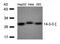Tyrosine 3-Monooxygenase/Tryptophan 5-Monooxygenase Activation Protein Zeta antibody, orb14580, Biorbyt, Western Blot image 