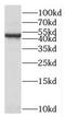 Secernin 2 antibody, FNab07658, FineTest, Western Blot image 