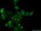 Homeobox protein GBX-2 antibody, 21639-1-AP, Proteintech Group, Immunofluorescence image 