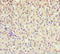 Aldo-Keto Reductase Family 7 Member A2 antibody, LS-C675370, Lifespan Biosciences, Immunohistochemistry paraffin image 