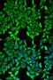 Myelin Oligodendrocyte Glycoprotein antibody, LS-B13876, Lifespan Biosciences, Immunofluorescence image 