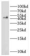 Growth arrest-specific protein 7 antibody, FNab03353, FineTest, Western Blot image 
