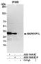 Mitogen-Activated Protein Kinase 1 Interacting Protein 1 Like antibody, A305-745A-M, Bethyl Labs, Immunoprecipitation image 