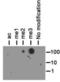 Histone Cluster 2 H3 Family Member D antibody, NB21-1343, Novus Biologicals, Dot Blot image 