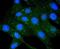 Cytochrome C Oxidase Subunit 4I1 antibody, NBP2-67889, Novus Biologicals, Immunofluorescence image 