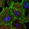 Mitotic Spindle Positioning antibody, PA5-64011, Invitrogen Antibodies, Immunofluorescence image 