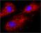 Calnexin antibody, NB300-518, Novus Biologicals, Immunofluorescence image 