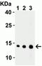 Endonuclease G, mitochondrial antibody, NBP1-76657, Novus Biologicals, Western Blot image 