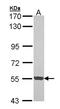 Cyclin Dependent Kinase 18 antibody, NBP1-33487, Novus Biologicals, Western Blot image 