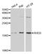 Ras Homolog, MTORC1 Binding antibody, A1165, ABclonal Technology, Western Blot image 