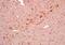 Bardet-Biedl syndrome 5 protein antibody, orb2799, Biorbyt, Immunohistochemistry paraffin image 