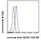 BLNK antibody, 45-025, ProSci, Immunofluorescence image 