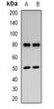 Ubiquitin B antibody, orb382596, Biorbyt, Western Blot image 