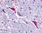 Tachykinin Receptor 3 antibody, TA340930, Origene, Immunohistochemistry frozen image 