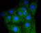 Myoglobin antibody, A04058-1, Boster Biological Technology, Immunocytochemistry image 