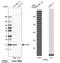 Interferon Induced Transmembrane Protein 3 antibody, HPA004337, Atlas Antibodies, Western Blot image 