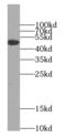 Protein transport protein Sec61 subunit alpha isoform 1 antibody, FNab07687, FineTest, Western Blot image 