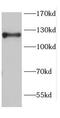 Cadherin 17 antibody, FNab01547, FineTest, Western Blot image 
