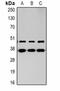 Proto-oncogene Mas antibody, orb334766, Biorbyt, Western Blot image 
