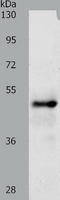 SRY-Box 8 antibody, TA322372, Origene, Western Blot image 