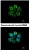 Serine/threonine-protein kinase 3 antibody, NBP1-32313, Novus Biologicals, Immunocytochemistry image 