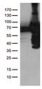 Polo Like Kinase 1 antibody, TA500395, Origene, Western Blot image 