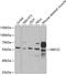 Myocyte-specific enhancer factor 2C antibody, GTX33312, GeneTex, Western Blot image 