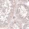 hLib antibody, PA5-57298, Invitrogen Antibodies, Immunohistochemistry frozen image 