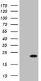 High Mobility Group Box 4 antibody, TA808611S, Origene, Western Blot image 