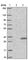 Carbonyl Reductase 4 antibody, HPA037499, Atlas Antibodies, Western Blot image 