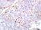 C-C Motif Chemokine Ligand 1 antibody, orb13280, Biorbyt, Immunohistochemistry paraffin image 