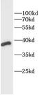 Melatonin receptor type 1A antibody, FNab10523, FineTest, Western Blot image 