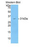 LDL Receptor Related Protein Associated Protein 1 antibody, LS-C295199, Lifespan Biosciences, Western Blot image 