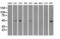 Interferon Regulatory Factor 3 antibody, LS-C784284, Lifespan Biosciences, Western Blot image 