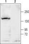Potassium channel subfamily T member 1 antibody, TA328977, Origene, Western Blot image 
