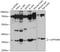 Lysosomal-associated transmembrane protein 4B antibody, 13-789, ProSci, Western Blot image 