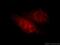 Hes Related Family BHLH Transcription Factor With YRPW Motif Like antibody, 15679-1-AP, Proteintech Group, Immunofluorescence image 